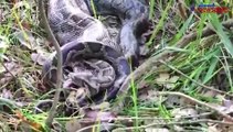 python swallowing an deer