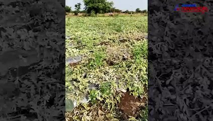 Karnataka farmer suicide