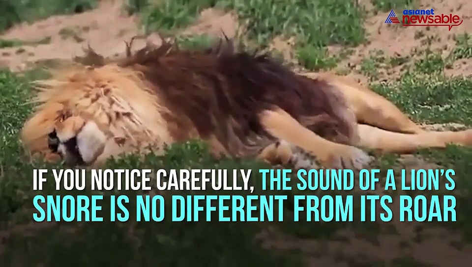 Find out how lion sounds when he snores; must-watch viral video