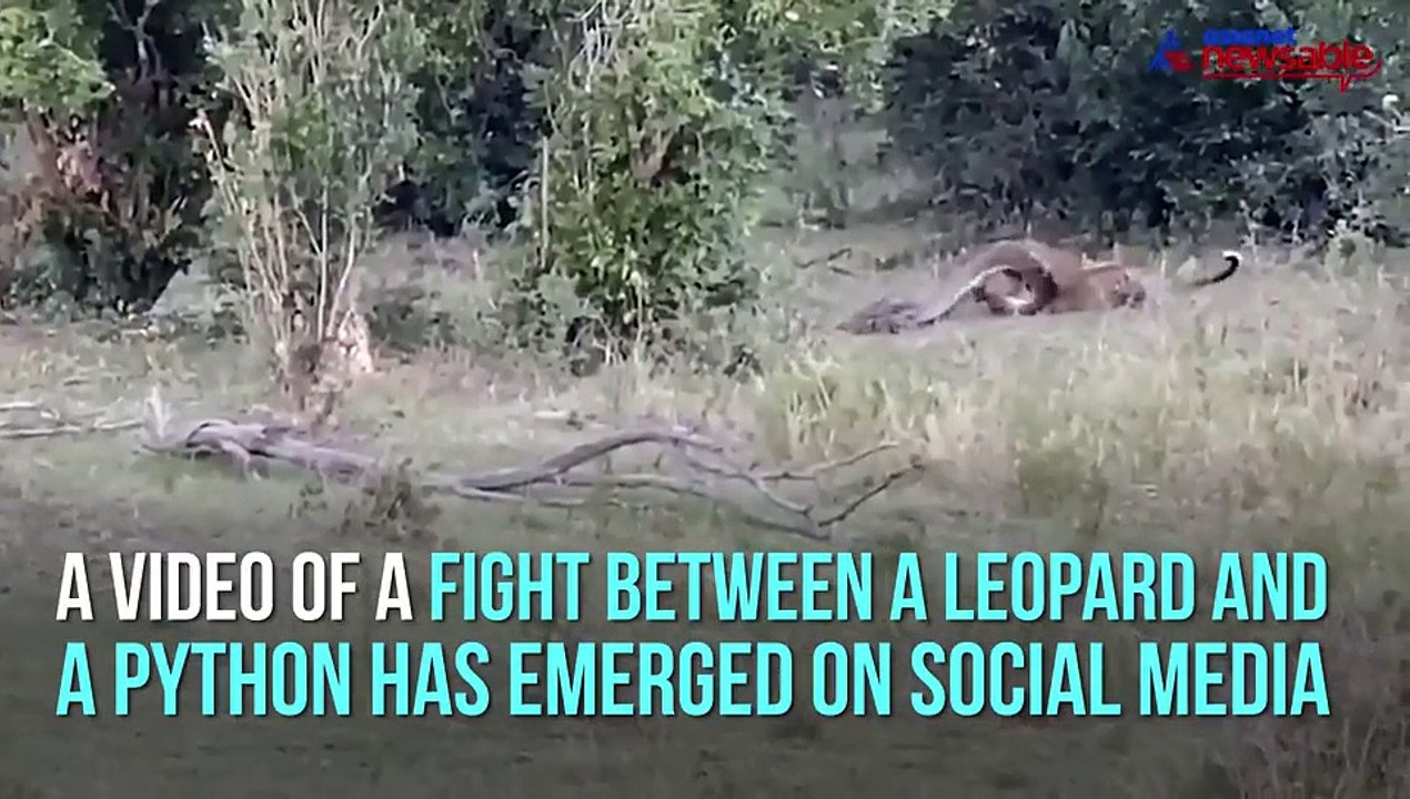 Leopard and python