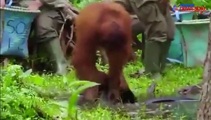 Orangutan washing hands