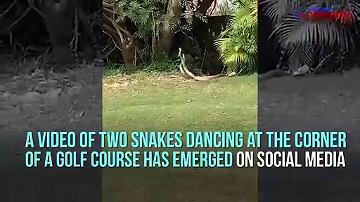 Are these snakes dancing? Video goes viral