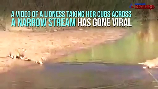 A lioness takes her cubs for a relaxed walk across narrow stream; video gone viral