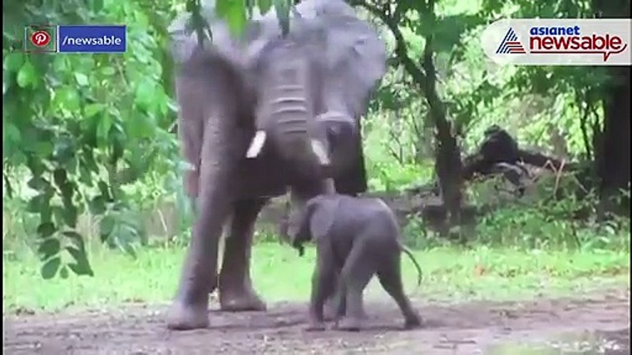 Baby Elephant