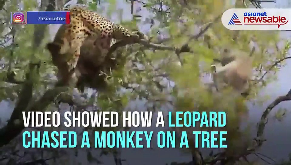 Watch: Leopard chases monkey on tree; video goes viral