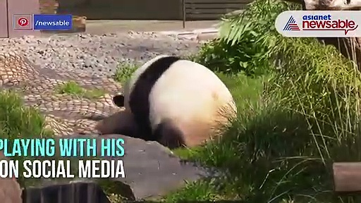 Watch: Panda cub plays with mother; video goes viral