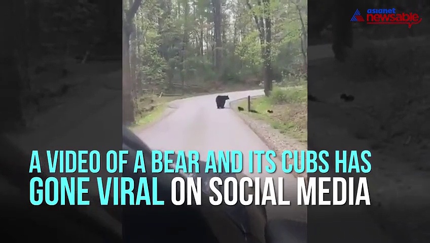Cute video of a bear crossing a road is a must watch