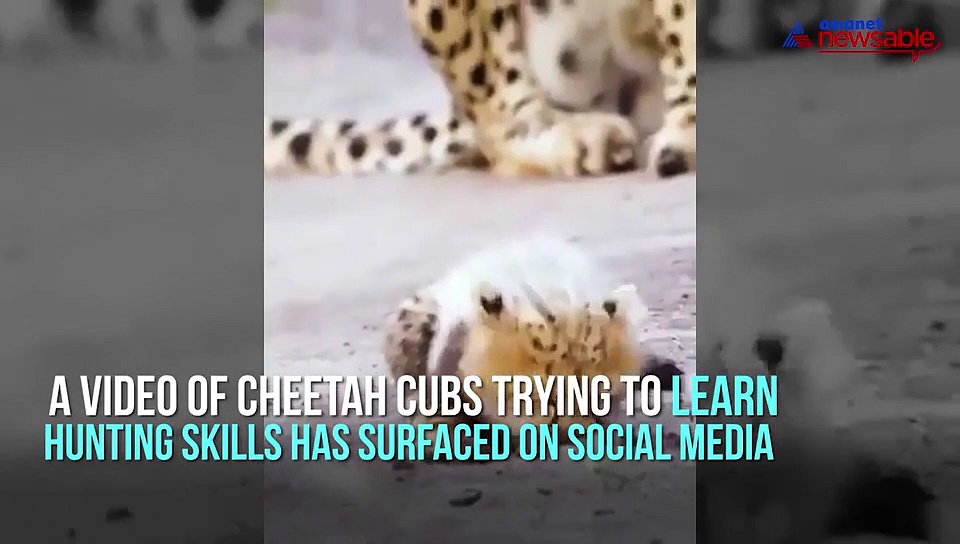 Cheetah cubs learn hunting skills, video loved by internet users