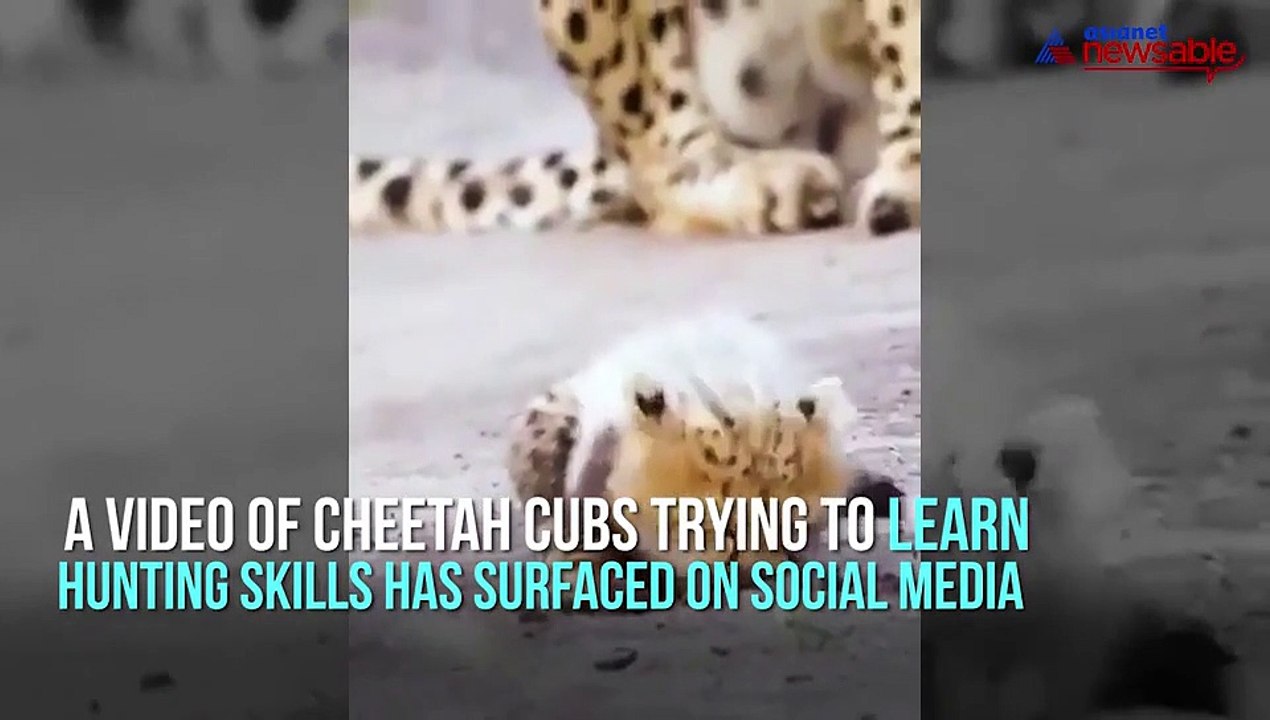 Cheetah cubs