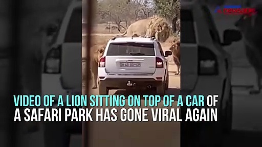 Viral video of lion climbing on top of the car at a safari park is a must watch