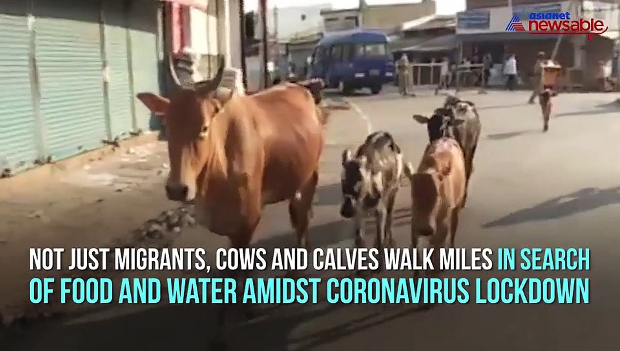 Cows