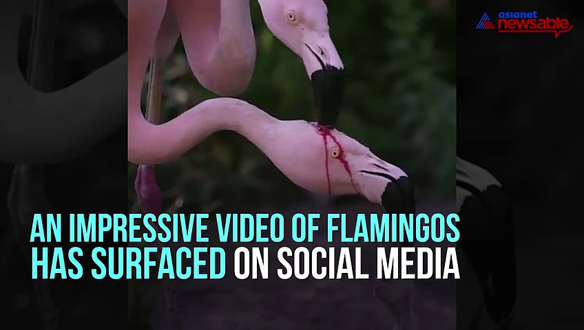 How do flamingos feed their young ones? Watch this exciting video