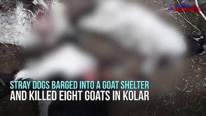Stray dogs kill goats NEWSABLE