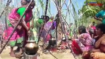 Pongal Vizha in Tamil Nadu transcends religious boundaries