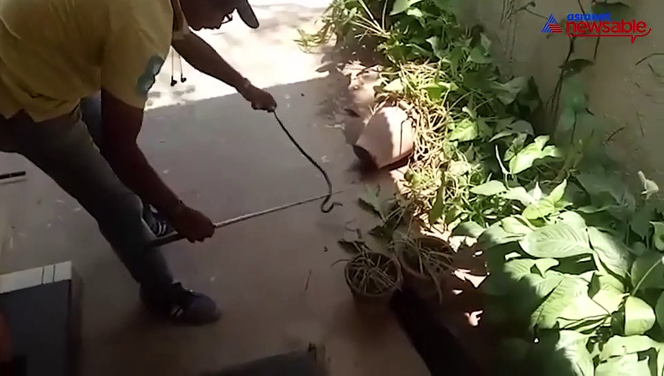 Heavy rain in Bengaluru draws snakes out to cars, homes