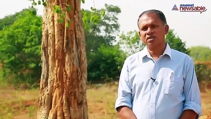 Tree transplant Newsable new