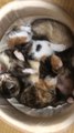 Kitten And Ferrets Enjoy Cuddling Together While They Nap