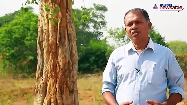 Tree transplant Newsable