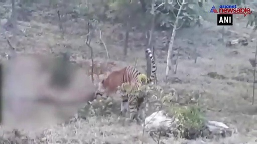 Tiger kills tigress after breaking barrier between enclosures in Udaipur