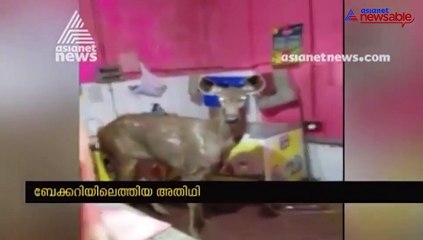 Kerala: Deer enters bakery, takes owner by surprise