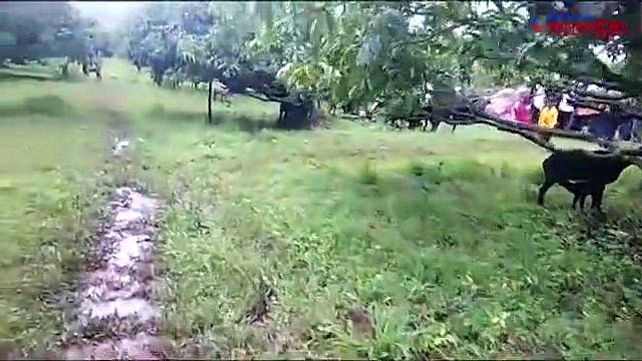 Rabid dog bites