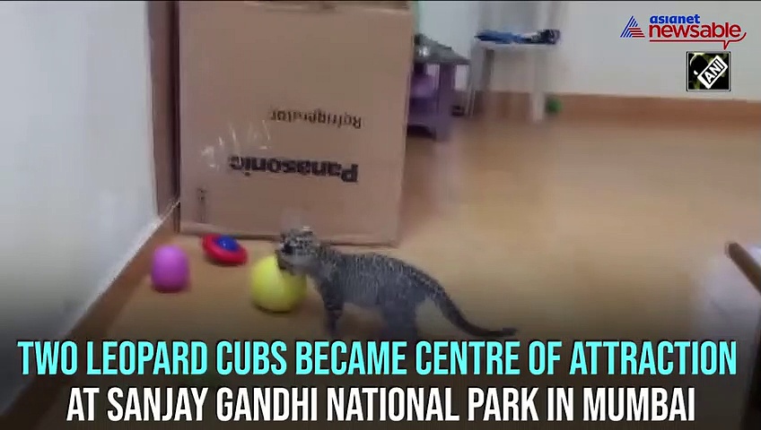 Leopard cubs seen playing at Sanjay Gandhi National Park in Mumbai