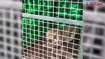 Leopard in Ghousia College Campus caged
