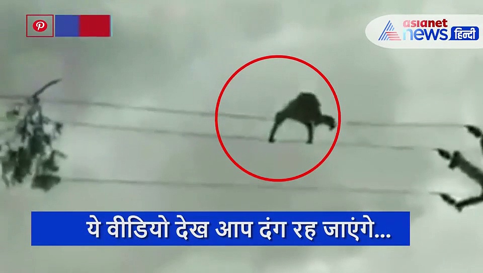 बिजली के तारों पर चला शख्स, वीडियो देख रह जाएंगे दंग