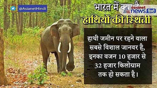 हर तीन में मर जाता है एक हाथी, जानें भारत इन बेजुबानों की दुर्दशा