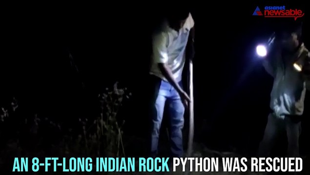 Eight-feet-long Indian rock python grips people with fear