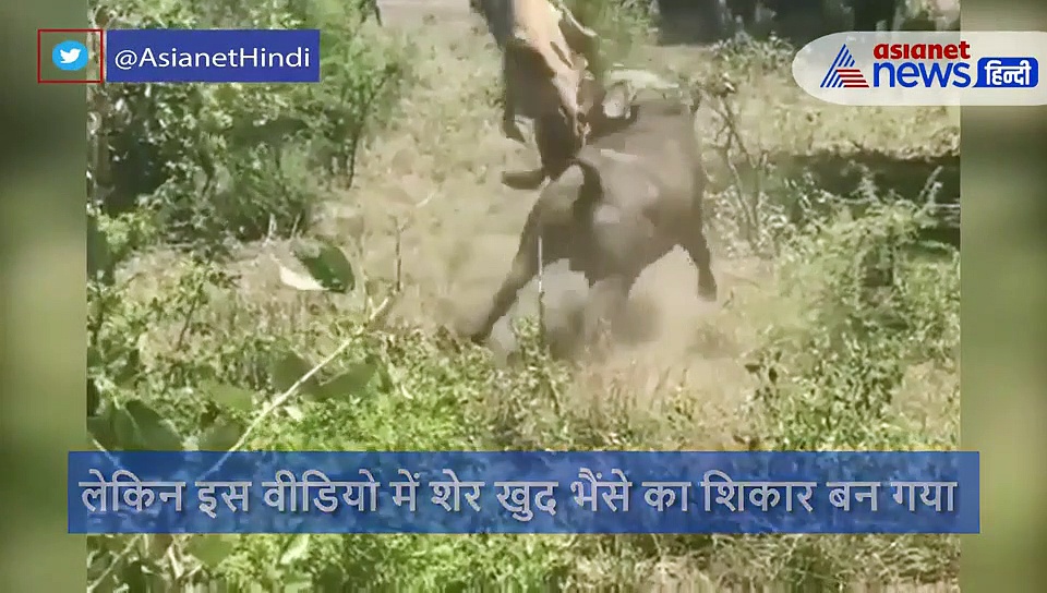 शेर और भैंसे  की रेयर फाइट का वीडियो आया सामने, दोनों में हुई ऐसी जंग