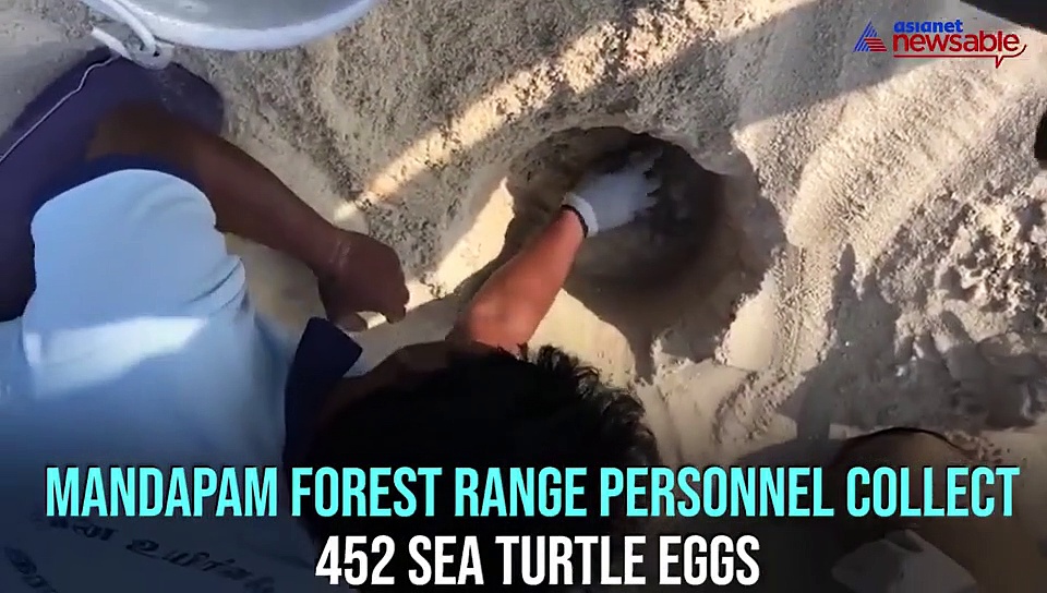 Forest range personnel collect 452 sea turtle eggs from Tamil Nadu shore