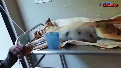 Stray dogs poisoned in Bengaluru; 5 dead, 3 battling for life