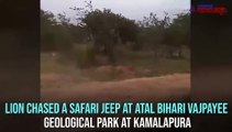 Lion chases safari jeep; watch what happened next