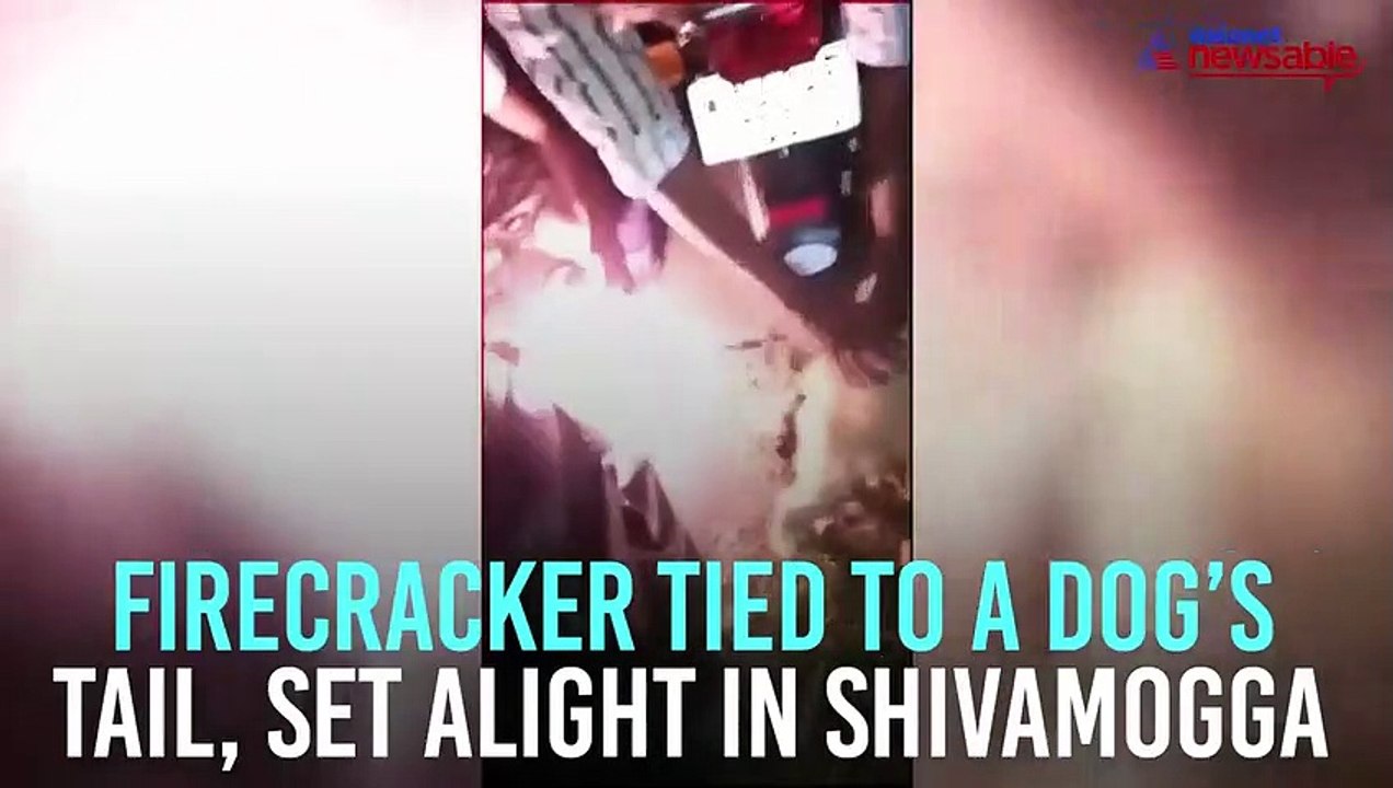 Firecracker on dog