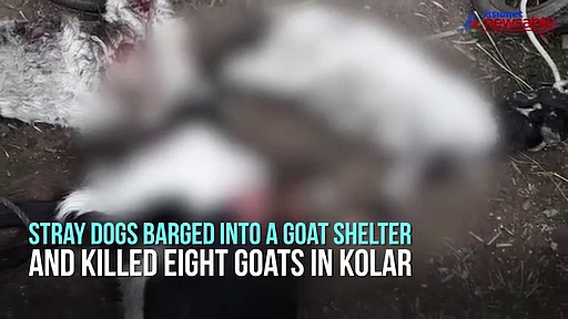 8 goats killed as stray dogs attack them in Kolar