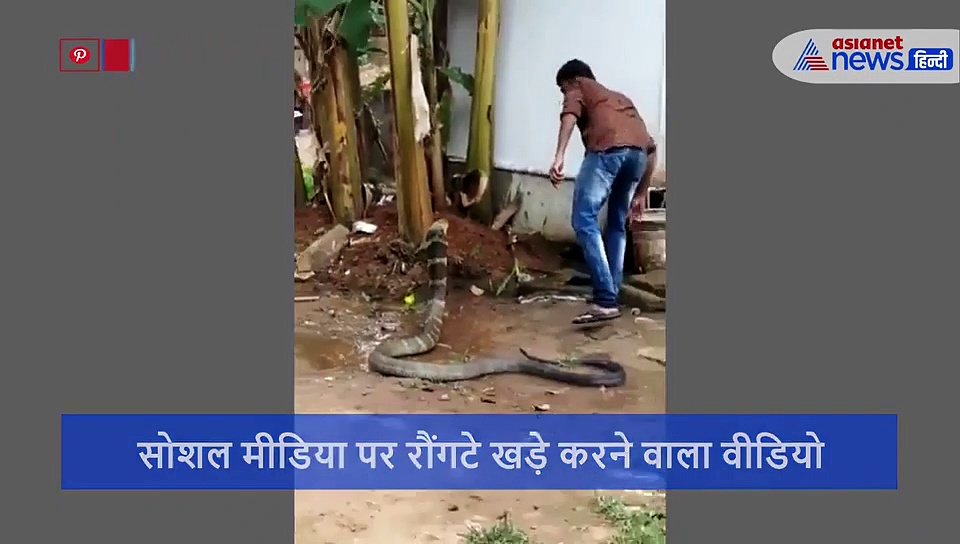 चुपचाप बैठे कोबरा पर शख्स ने उड़ेला बाल्टी भर पानी, फिर हुआ ऐसा हाल, देखें वीडियो