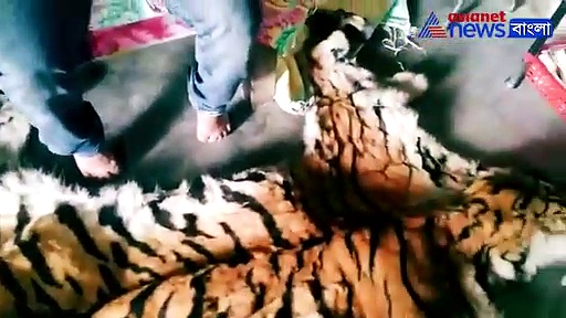 রয়াল বেঙ্গলের দাঁতের দাম ১৫ লক্ষ, অ্যাম্বুল্যান্সে করে পাচার, দেখুন ভিডিও