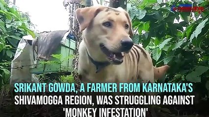 Farmer paints dog as tiger to save crops