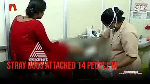 14 people injured in stray dog attack in Kerala