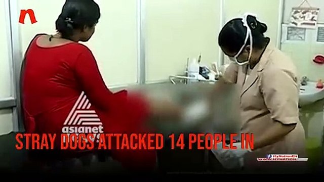14 people injured in stray dog attack in Kerala