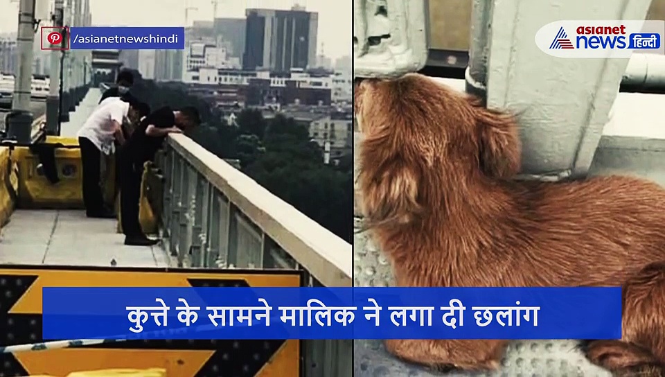 पालतू कुत्ते की आंखों के सामने शख्स ने लगा दी ब्रिज से छलांग, 4 दिन बाद भी मालिक का इंतजार कर रहा बेजुबान