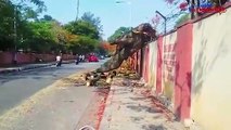 BBMP's delay in pruning trees claims life of 24-year-old