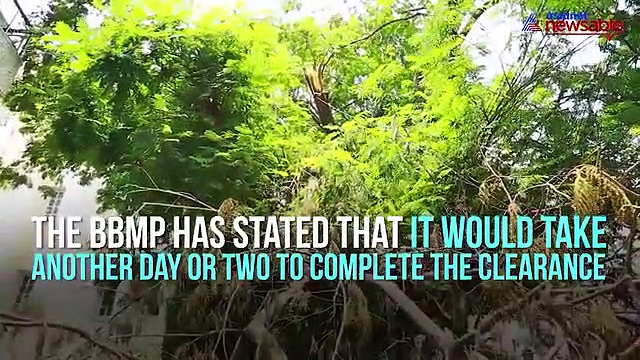Battered Bengaluru still in bad shape: BBMP yet to clear uprooted trees from streets completely