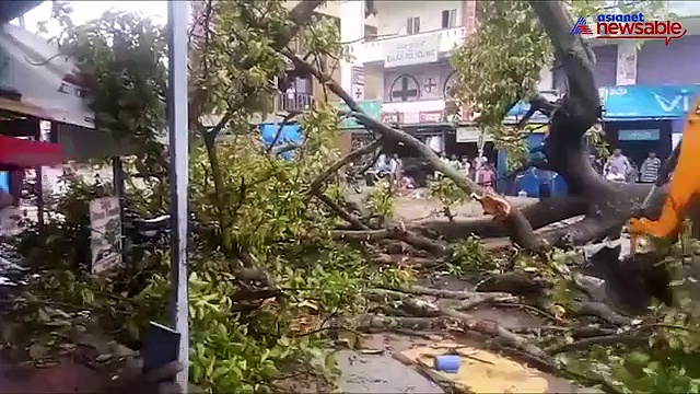 Bengaluru: Merciless rains uproot several trees, also kill birds