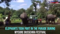 Watch: Jumbos playing football at Dubare Elephant Camp