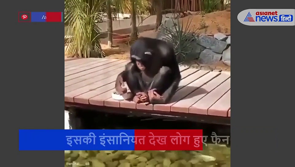 चिम्पैंजी के इस काम ने जीता लोगों का दिल, तेजी से वायरल हो रहा वीडियो