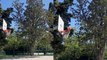 'Basketball player makes a ball go over a GIGANTIC tree and through the hoop *Unreal Trick Shot* '