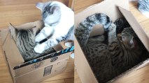 'Naughty cat wants to ship his brother off to another family'