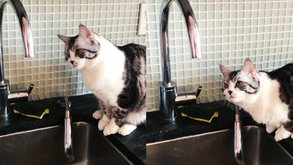 'FOCUSED cat eagerly waits for water to start dripping from faucet '